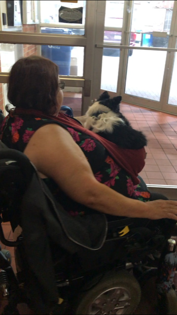 Person on the wheelchair carrying a dog in a shoulder bag