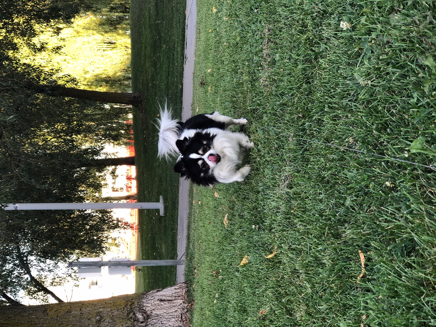 Dog running in the park